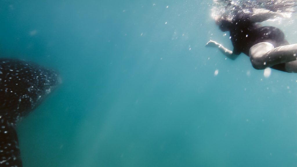Mit Walhaien schwimmen Baja California Mexiko